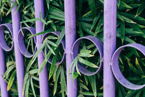 Purple Metal Fence With Green Leaves Photo