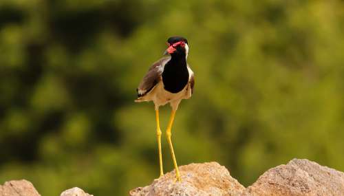 Black And Red Bird With Long Yellow Legs Photo