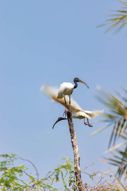 White Bird With A Black Head Stands On A Stick Photo