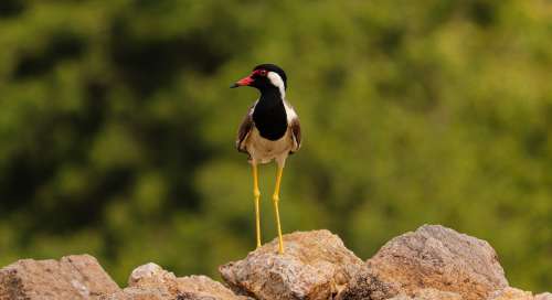 Black Red And White Bird Stands On A Rock Photo
