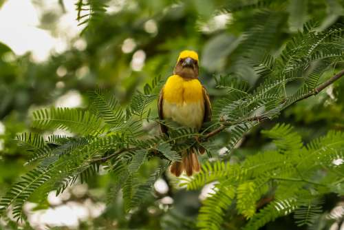 Yellow Bird Sits In A Green Leafy Tree And Looks At Camera Photo