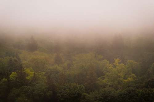 Yellow And Brown Tree Tops Shrouded In Fog Photo