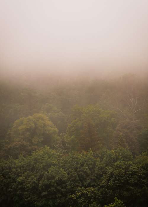 Landscape View Of Green Trees Covered In Fog Photo