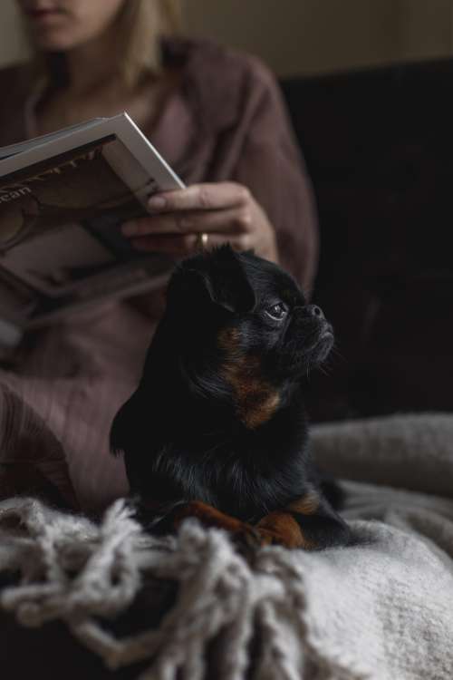 Small Puppy Sits Next To A Person Reading A Book Photo