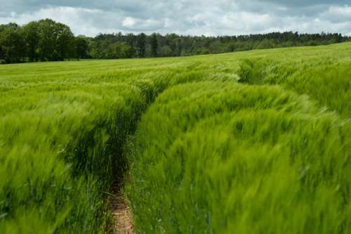 Tall Green Grass Blows In The Wind Above Narrow Path Photo