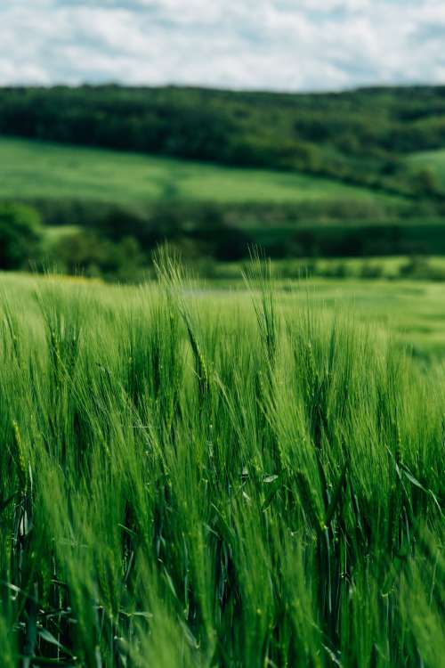 Tall Vibrant Green Grass Cover Rolling Hillside Photo