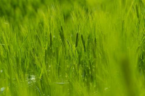 Macro View Of Vibrant Green Grass In Focus Photo