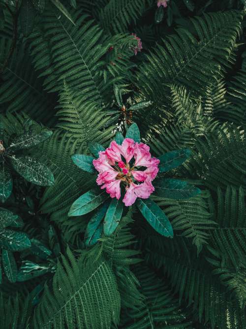 Pink Flower In Bloom Surrounded By Ferns Photo