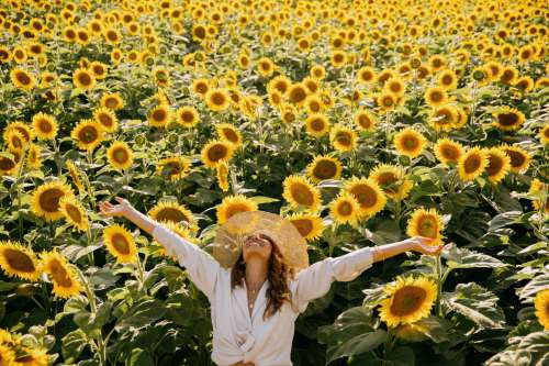 Woman Stands In Sunflower Field With Hands In The Air Photo