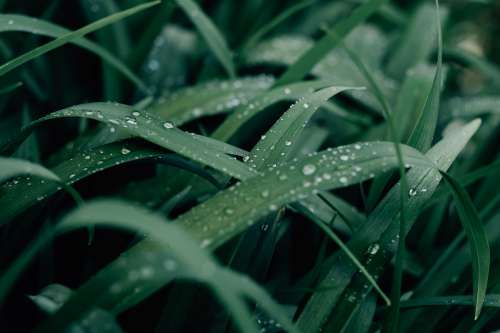 Macro Photo Of Wet Green Grass And Water Droplets Photo