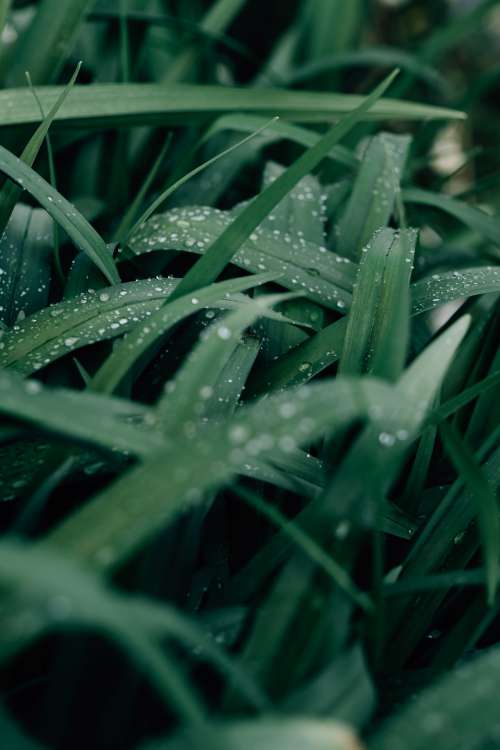 Macro Photo Of Wet Blades Of Grass And Morning Dew Photo