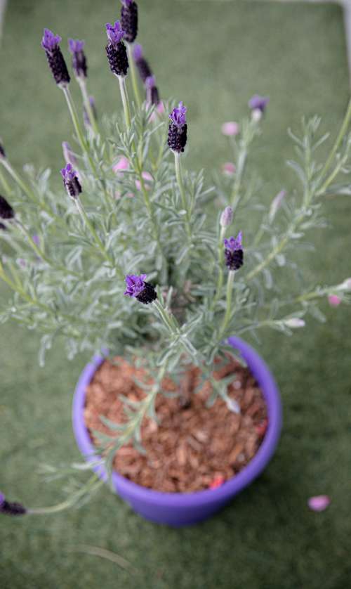 Potted Lavender Plant In A Purple Pot On Green Grass Photo