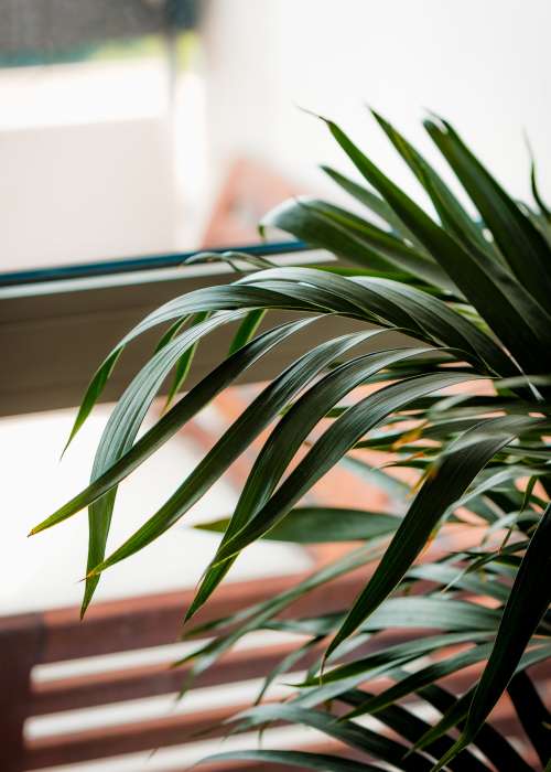 A House Plant And Their Dark Green Leaves Soaking In The Light Photo
