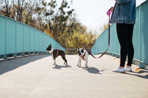 A female walking two dogs in the city