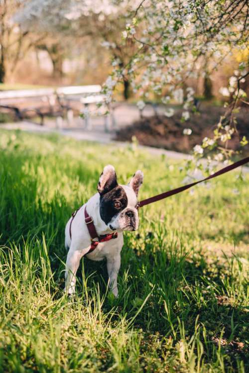French Bulldog looking shocked on a walk in the park