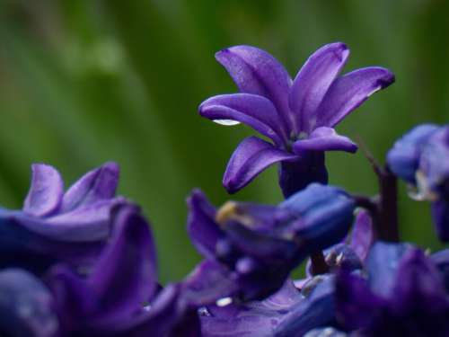 Purple Flower Garden Free Photo