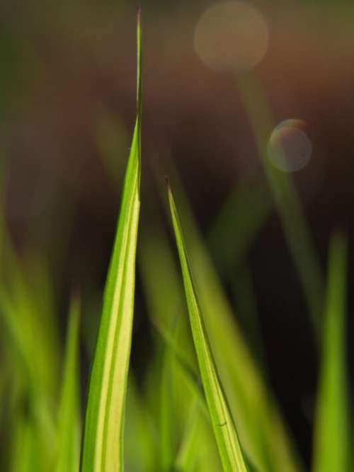 Grass Macro Nature Free Photo