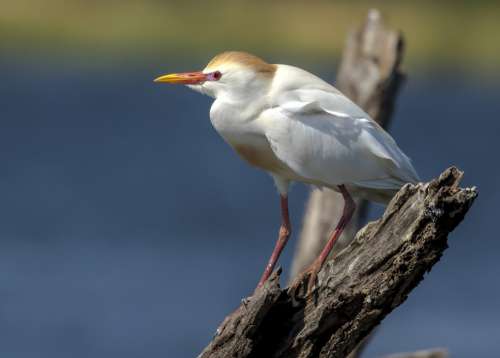 White Bird Stands On A Piece Of Driftwood Photo