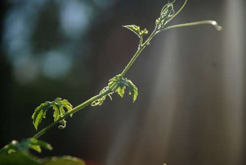Stem Of A Green Plant Backlit Photo