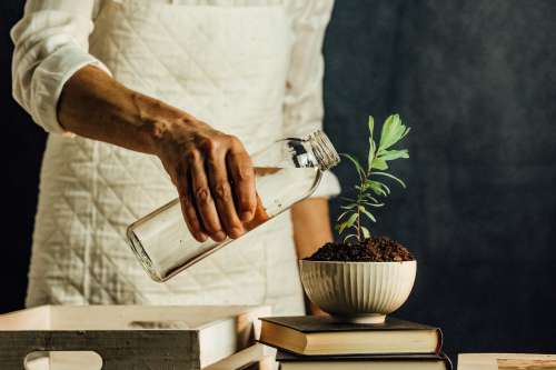Person Pours Water Into A Small Potted Plant Photo