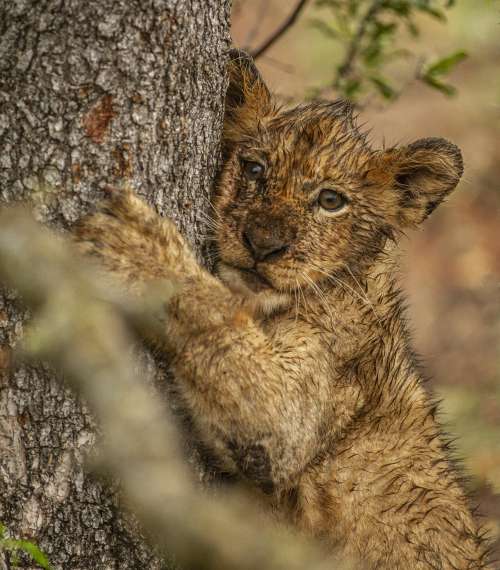 Young Wild Cat Hugs The Side Of A Tree Photo