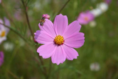 Soft Pink Flower And A Bee Flying Above Photo