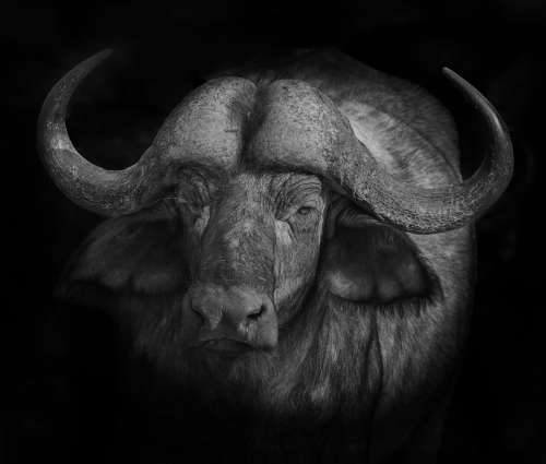 Black And White Photo Of An Animal With Large Horns Photo