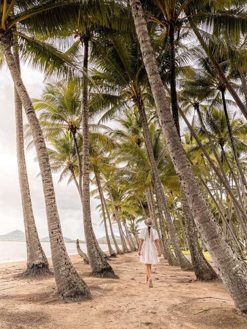 Person Walks Among Tall Palms On A Sandy Beach Photo
