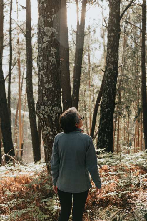 A Back Of A Person Looking Up In A Forest Photo