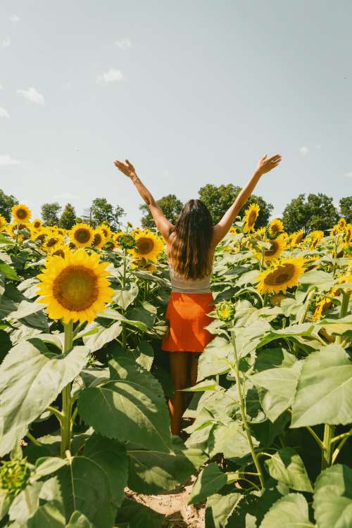 Woman With Her Arms To The Sun In A Sunflower Field Photo