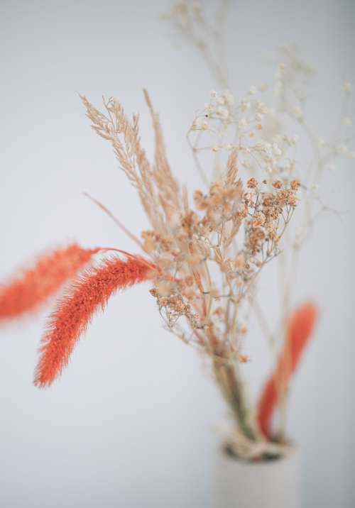 Photo Of White And Orange Dried Flowers Close Up Photo