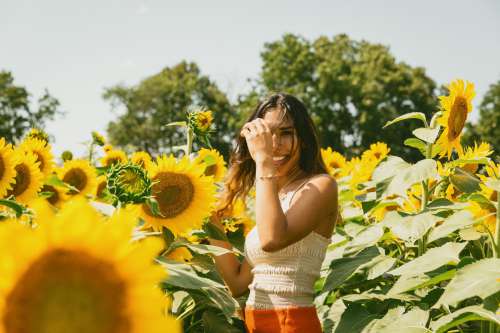 A Person In A Sunflower Field Spins Around Photo