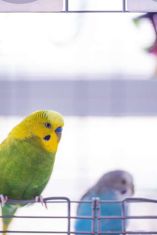 Green And Yellow Bird Perched On A Silver Metal Bar Photo