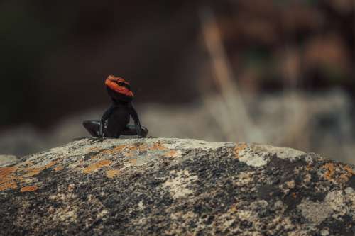 Black Lizard With A Red Face Rests On A Rock Photo