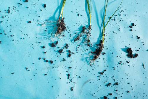 Young Leeks Lay With Roots Exposed On A Blue Surface Photo