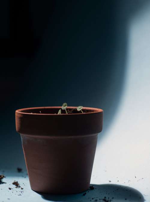 Small Plant Sprouts In A Terracotta Pot Photo