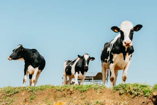 Three Cows Stands On Green Grass Photo