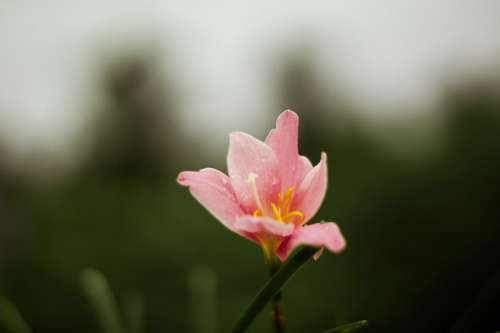 Dew Covered Pink Flower With A Yellow Center Photo