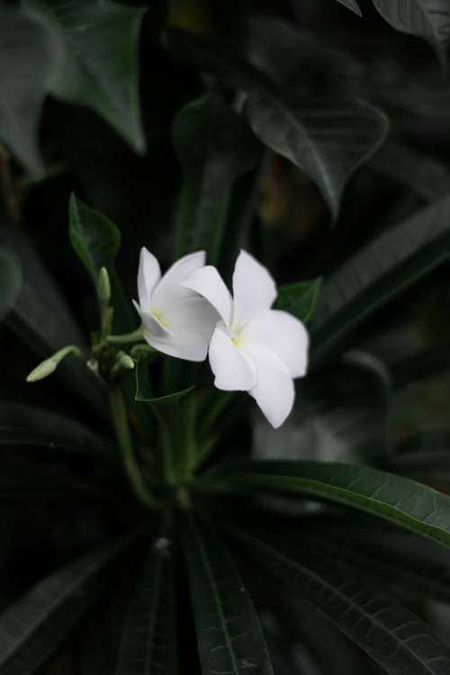 White Blooming Flowers From A Dark Green Plant Photo
