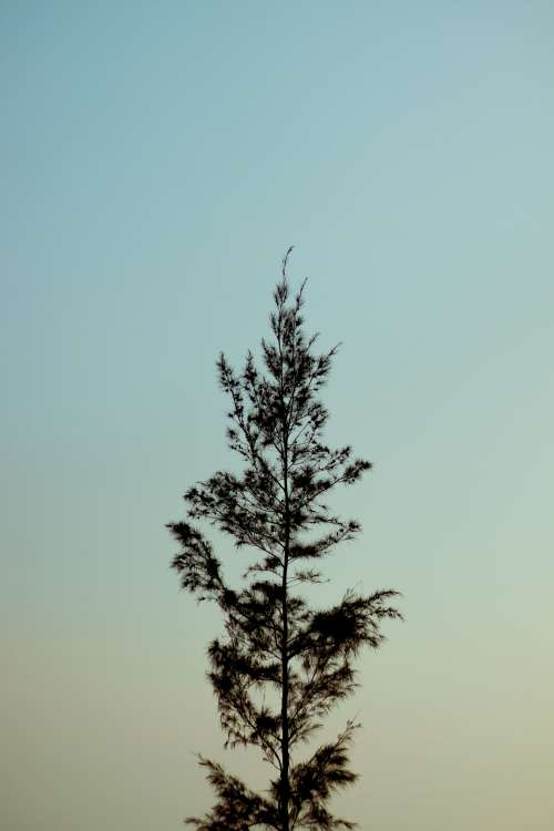 Tree Reaches Tall Against A Lite Blue Sky Photo