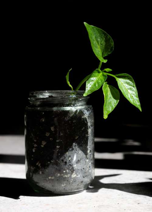 Young Pepper Plant Grows From A Glass Jar Photo