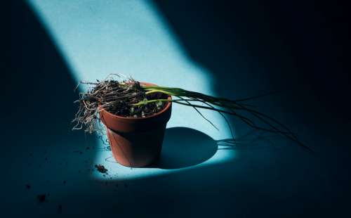 Terracotta Pot In A Beam Of Light With Sprouts And Leeks Photo