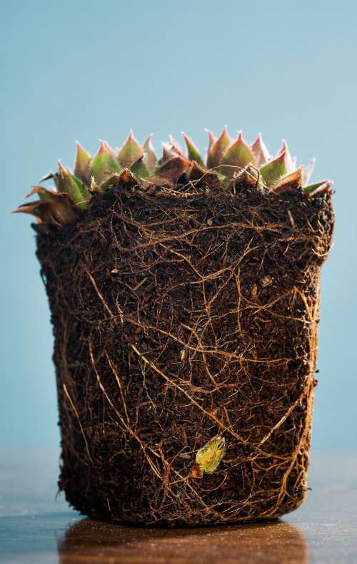 Plant Sits Outside Of Its Pot Showing A Weaving System Of Roots Photo