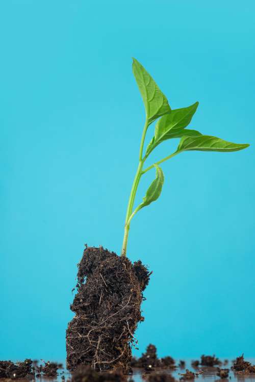 Vibrant Pepper Plant Ready To Be Planted Photo