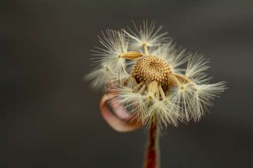 Close Up Of A Dandelion With A Few Seeds Left Photo