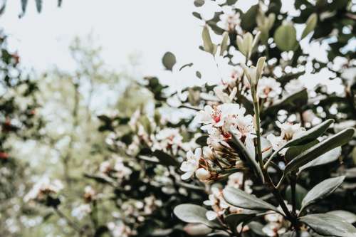 Green Foliage With Pink And White Flowers Photo