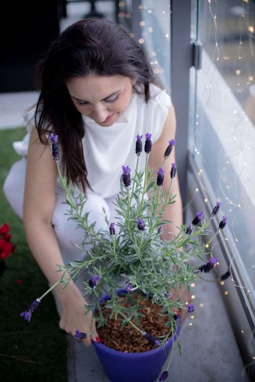 Woman Adjusts A Purple Pot Of Lavender Photo