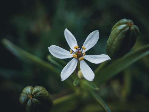 Close Up Of A Small White Flower Photo