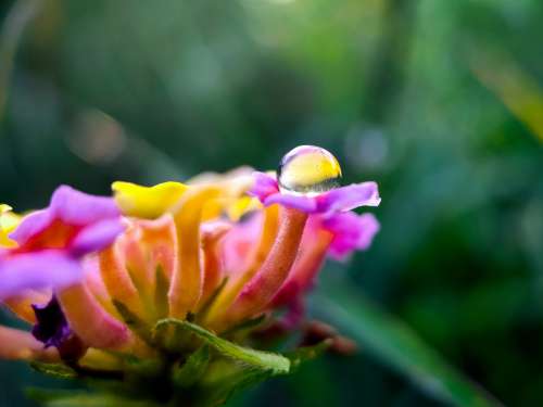 Close Up Droplet Of Water On A Colorful Flower Photo