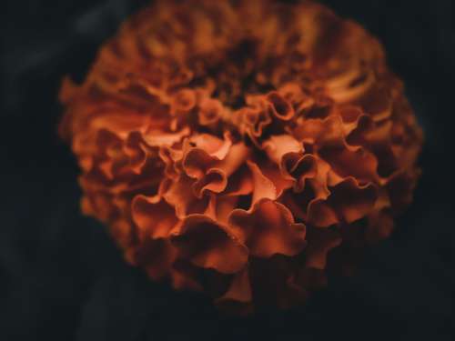 Close Up Of Orange Ruffled Flower Petals Photo